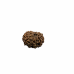 Load image into Gallery viewer, Natural Rudraksha 11mukhi