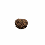 Load image into Gallery viewer, Natural Rudraksha 10mukhi