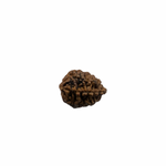 Load image into Gallery viewer, Natural Rudraksha 2Mukhi