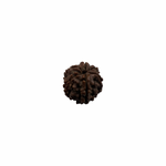 Load image into Gallery viewer, Natural Rudraksha 6mukhi