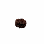 Load image into Gallery viewer, Natural Rudraksha 3Mukhi